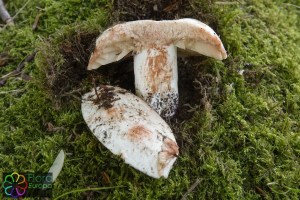 Russula nigricans (2)_LR.jpg_product